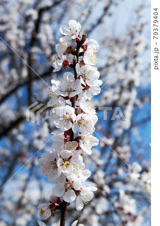 Flower buds on an apricot tree branch in spring. Flower buds on an apricot tree branch in spring. 79379404