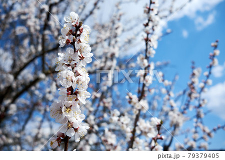 Flower buds on an apricot tree branch in spring. 79379405