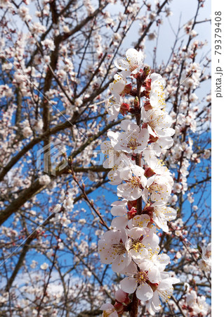 Flower buds on an apricot tree branch in spring. 79379408