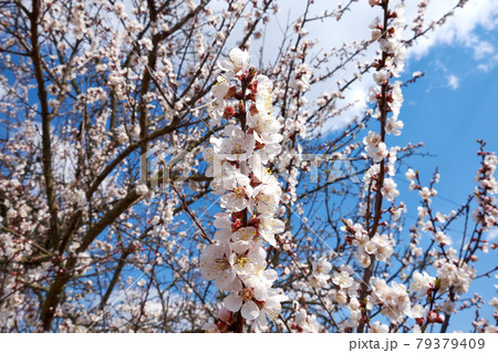 Flower buds on an apricot tree branch in spring. 79379409