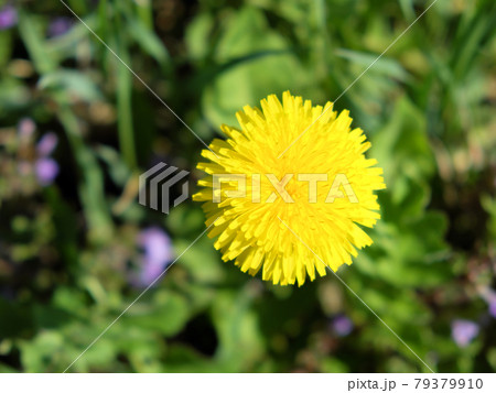 A large and beautiful dandelion flower. One yellow flower. A large and beautiful dandelion flower. One yellow flower. 79379910
