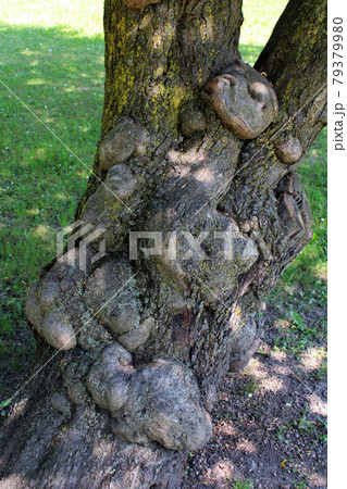 Attractive public park, ancient tree's roots, late spring - beginning of summer, Zagreb, Croatia Attractive public park, ancient tree's roots, late spring - beginning of summer, Zagreb, Croatia 79379980