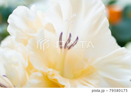Tender beige gladiolus flower with stamens macro 79380175