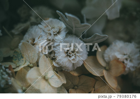 Beige and white hydrangea flowers macro shot Beige and white hydrangea flowers macro shot 79380176