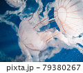 水槽を漂うクラゲ 79380267