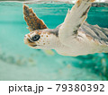 気持ちよさそうに泳ぐウミガメ 79380392