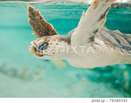 気持ちよさそうに泳ぐウミガメ 79380392