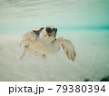 気持ちよさそうに泳ぐウミガメ 79380394