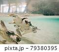 気持ちよさそうに泳ぐウミガメ 79380395