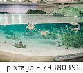 気持ちよさそうに泳ぐウミガメ 79380396