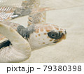 気持ちよさそうに泳ぐウミガメ 79380398