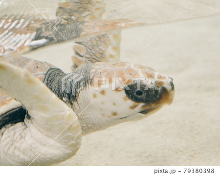 気持ちよさそうに泳ぐウミガメ 気持ちよさそうに泳ぐウミガメ 79380398