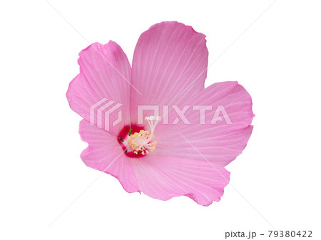 ムクゲ 花 菊 79380422