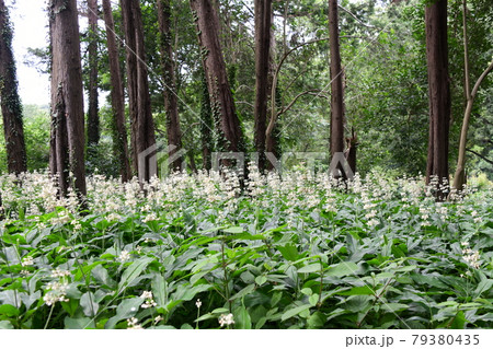 森の中 79380435