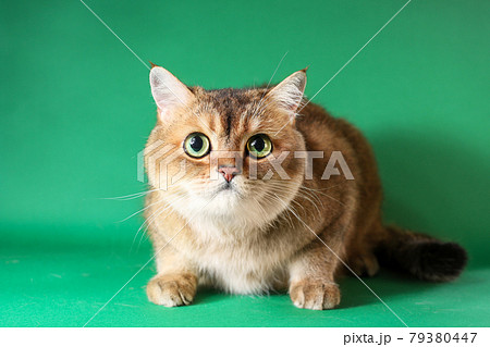 British short hair cat isolated on green background 79380447