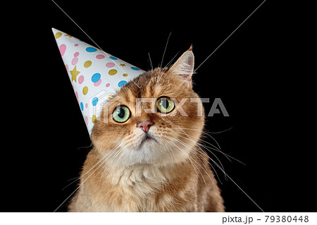Sad british shorthair cat in birthday hat isolated on black background 79380448