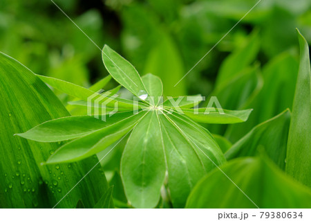 A large drop of water on a sheet of lupine. A large drop of water on a sheet of lupine. 79380634