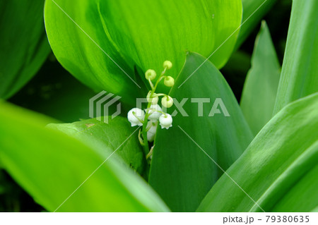 Drops of dew on the leaves of a lily of the valley flower. 79380635
