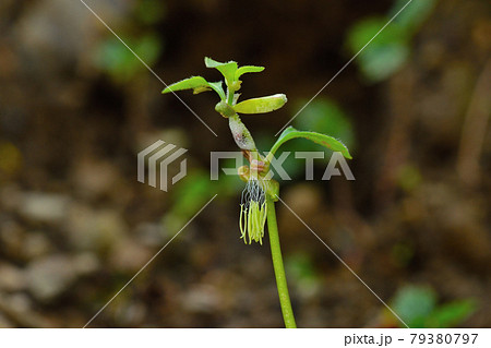 ヤマトグサ ヤマトグサ 79380797