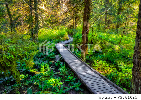Lynn Canyon Park, North Vancouver, British Columbia, Canada. Lynn Canyon Park, North Vancouver, British Columbia, Canada. 79381025