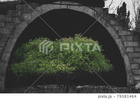 Conceptual photo of bright green three grows near a giant abandoned military hangar. Conceptual photo of bright green three grows near a giant abandoned military hangar. 79381464