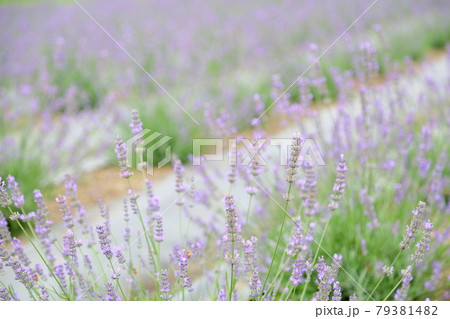 ラベンダーの花 ラベンダーの花 79381482