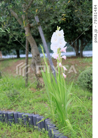 グラジオラスの花 79381484