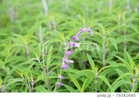 サルビアレウカンサの花 79381660