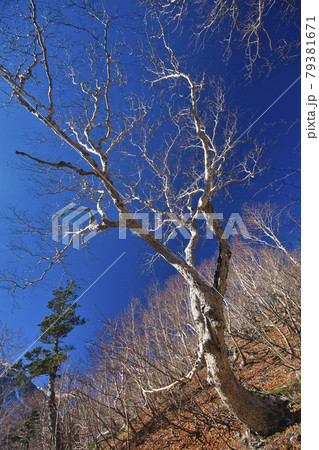 秋の冠雪 仙丈ケ岳登山 秋の冠雪 仙丈ケ岳登山 79381671