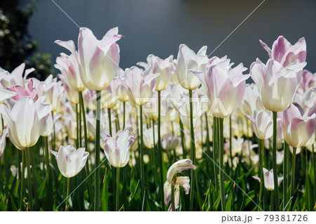 stems and white flowers tulip plants as a background stems and white flowers tulip plants as a background 79381726