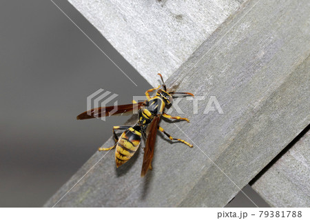 キアシナガバチ キアシナガバチ 79381788