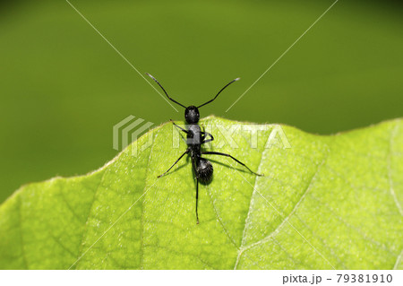 クロヤマアリ 79381910