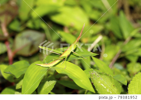 ショウリョウバッタの幼虫 ショウリョウバッタの幼虫 79381952