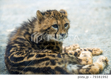 多摩動物公園の生後2ヶ月のキングチーターの幼児 79381992