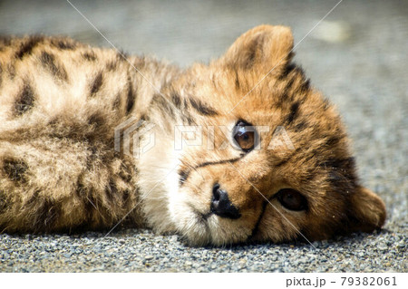 多摩動物公園の生後2ヶ月の可愛いチーターの幼児 79382061