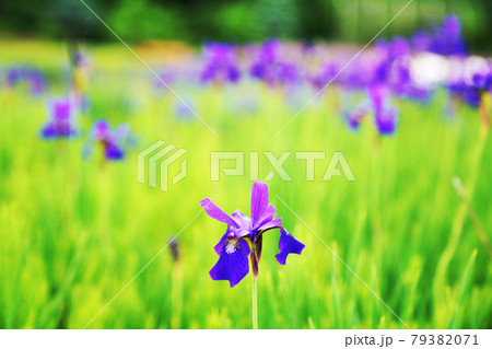 植物 紫色の花 シベリアアヤメ の写真素材