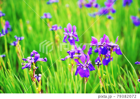 植物 紫色の花 シベリアアヤメ の写真素材