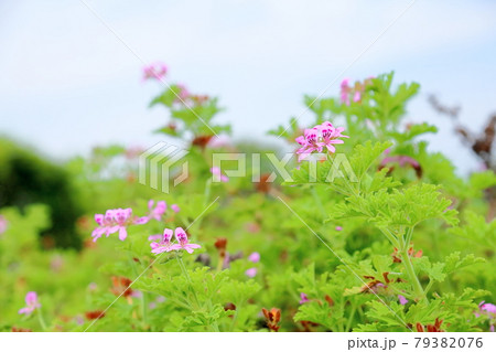 センテッドゼラニュウムの花 センテッドゼラニュウムの花 79382076