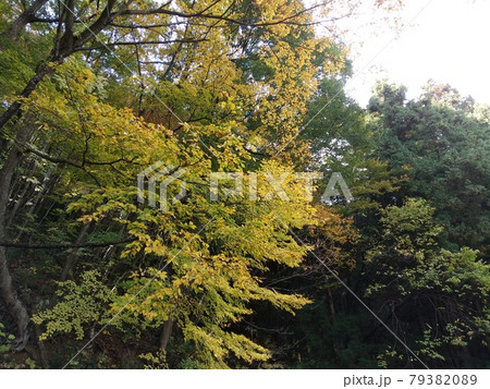 紅葉　山　福島市　秋 79382089