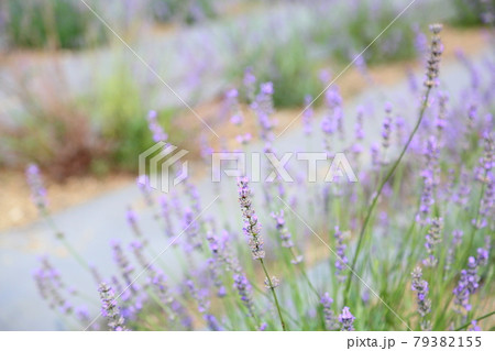 ラベンダーの花 ラベンダーの花 79382155