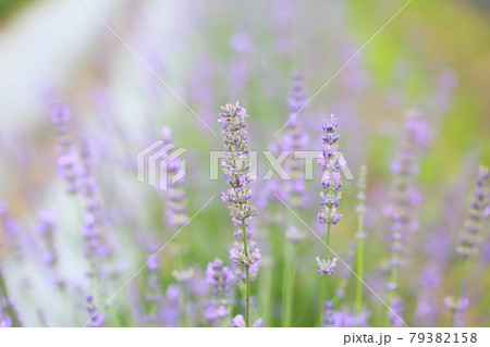 ラベンダーの花 79382158