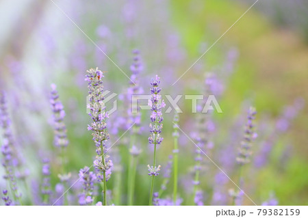 ラベンダーの花 ラベンダーの花 79382159