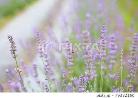 ラベンダーの花 ラベンダーの花 79382160
