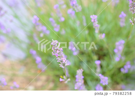 ラベンダーの花 79382258