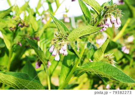 植物 ハーブ ”コンフリー(ヒレハリソウ)” 植物 ハーブ ”コンフリー(ヒレハリソウ)” 79382273