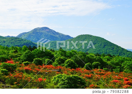 栃木　八方ヶ原のレンゲツツジ 79382288