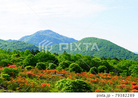 栃木　八方ヶ原のレンゲツツジ 79382289