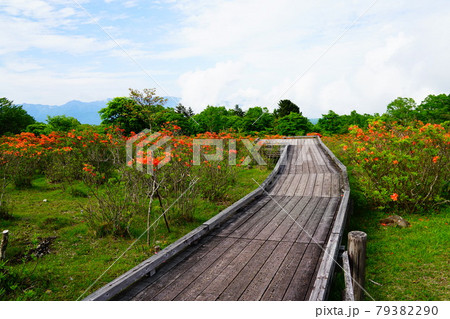 栃木　八方ヶ原のレンゲツツジ 79382290