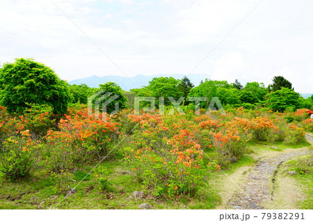 栃木　八方ヶ原のレンゲツツジ 79382291