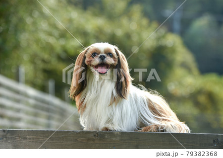 公園でおすましするシーズー犬 79382368